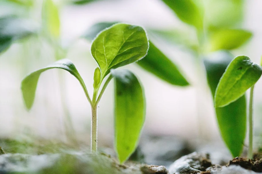 investigating barriers and facilitators in MND Care